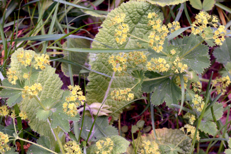 Lady’s mantle Alchemilla mollis