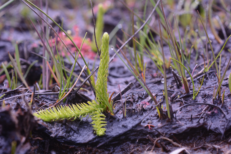 Marsh Clubmoss Lycopodiella inundata