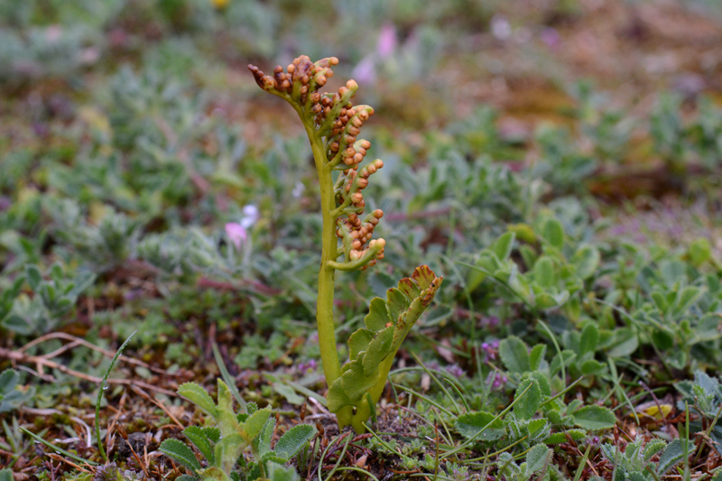 Moonwort Botrychium lunaria