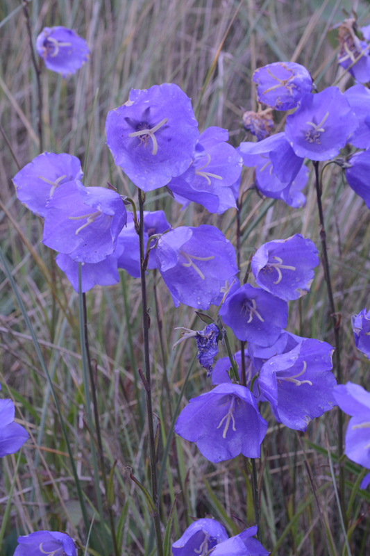 Peach-leaved Bellflower Campanula persicifolia