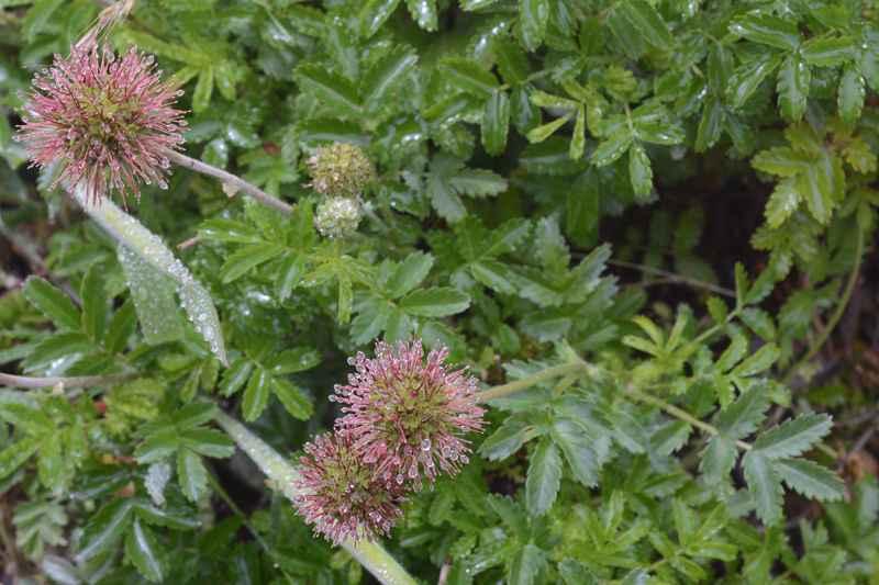 Pirri-pirri-bur Acaena novae-zelandiae