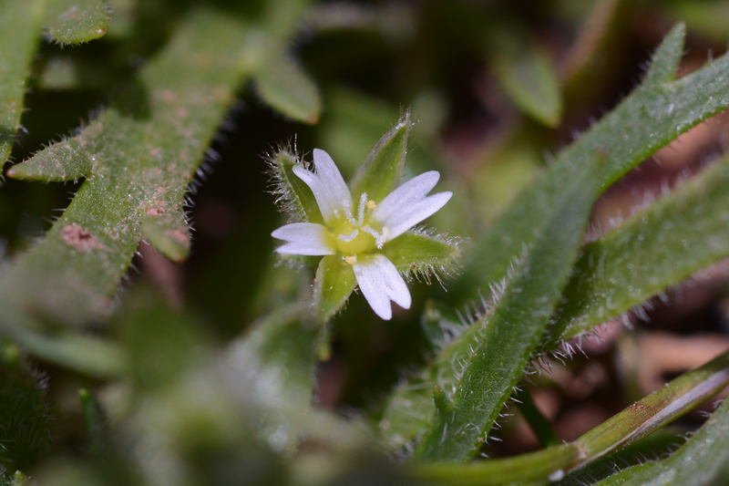 Sea Mouse-ear Cerastium diffusum 