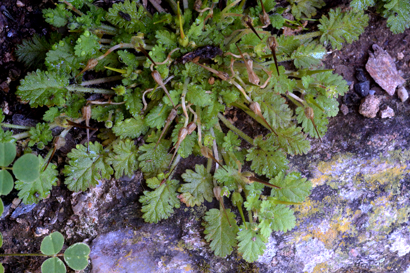 Sea Storksbill Erodium maritimum