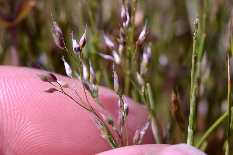 Silver Hairgrass Aira caryophyllea