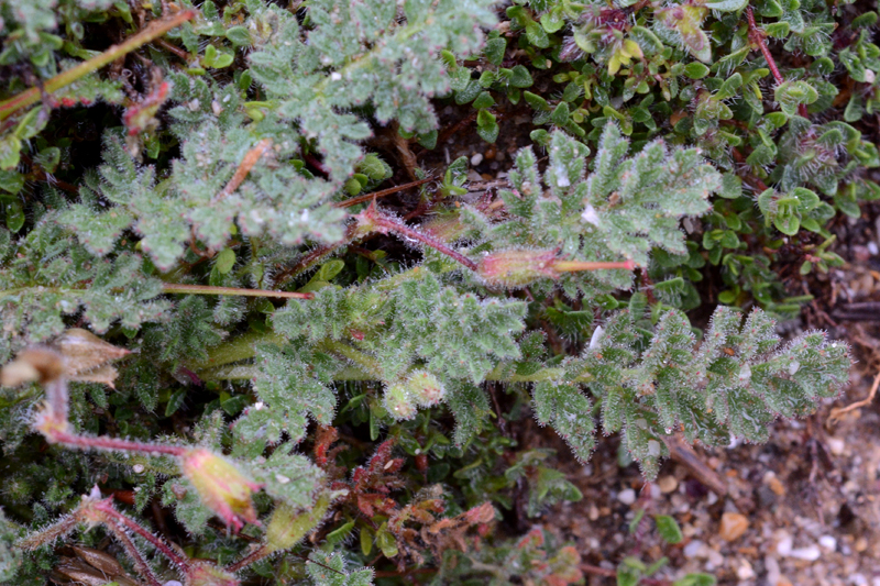 Sticky Stork's-bill Erodium lebelii