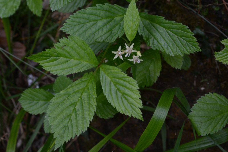 Stone Bramble Rubus saxatilis