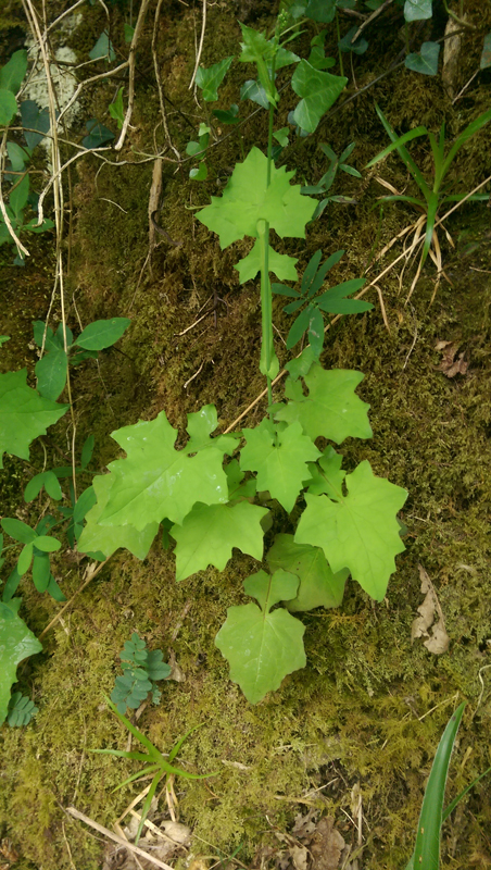 Wall lettuce Mycelis muralis 