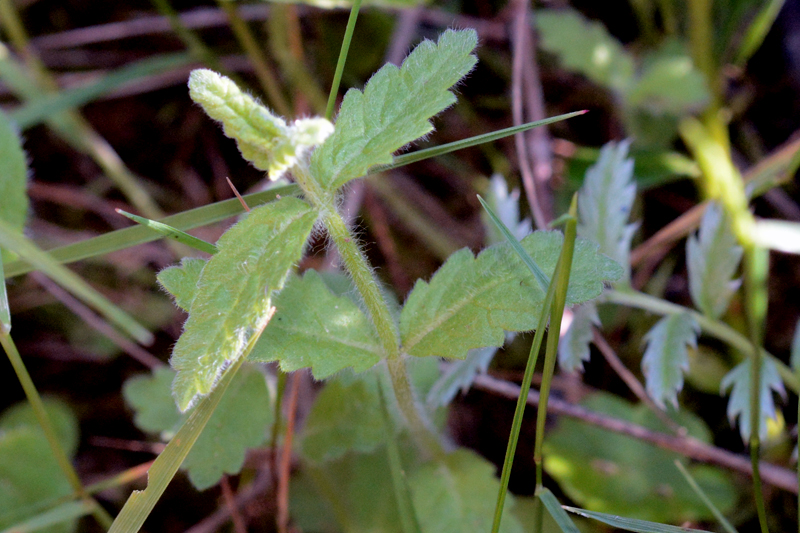 Water Germander Teucrium scordium