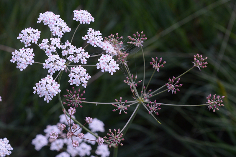 Whorled Caraway Carum verticillatum