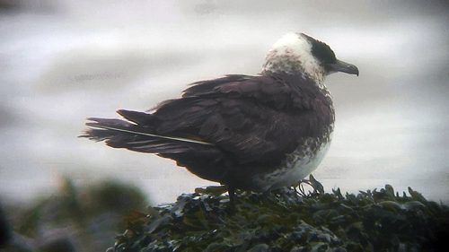 Pomarine Skua