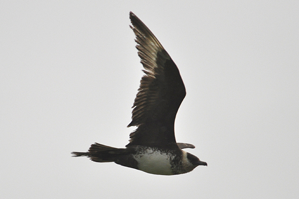 Pomarine Skua