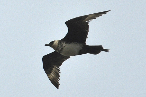 Pomarine Skua