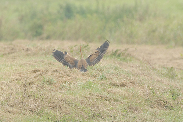 Purple Heron