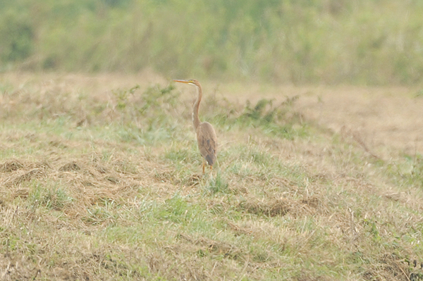 Purple Heron