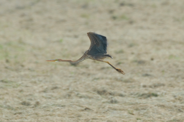 Purple Heron
