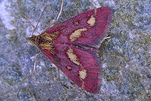 Pyrausta Purpuralis