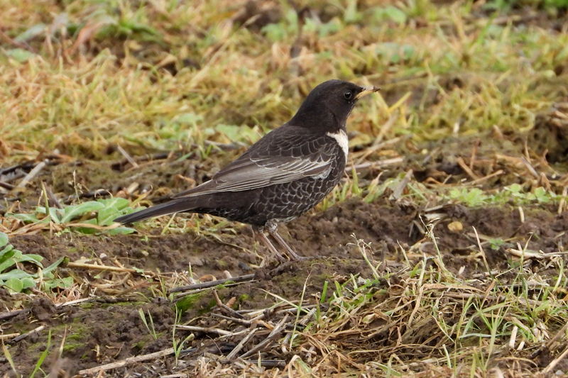 Ring Ouzel