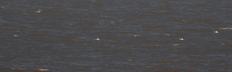 Red-throated Divers