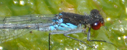 Red-eyed Damselfly
