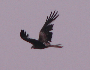 Red Kite photo