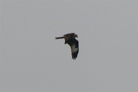 Red Kite