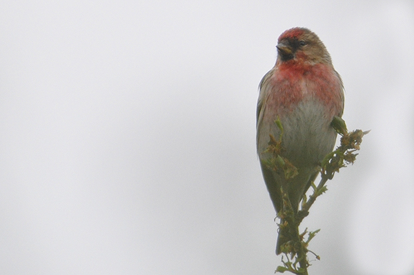 Lesser Redpoll