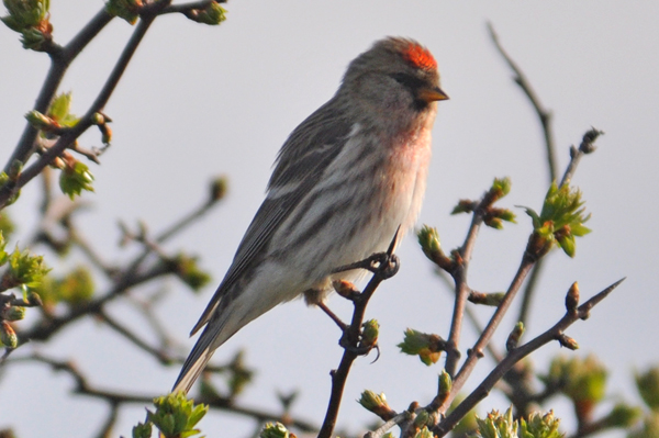 Common Redpoll