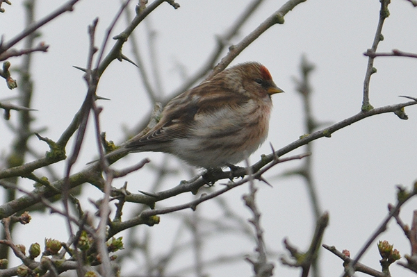 Lesser Redpoll