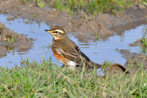 Redwing