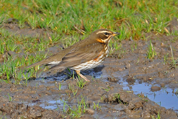 Redwing