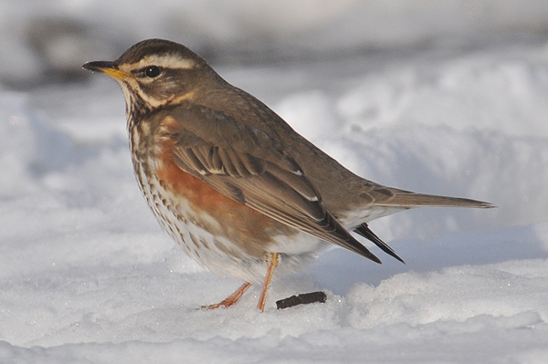 Redwing