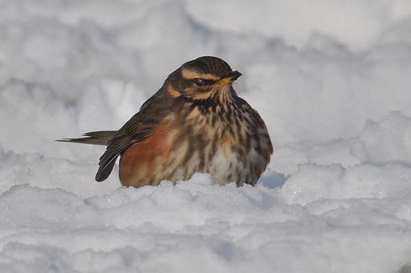 Redwing