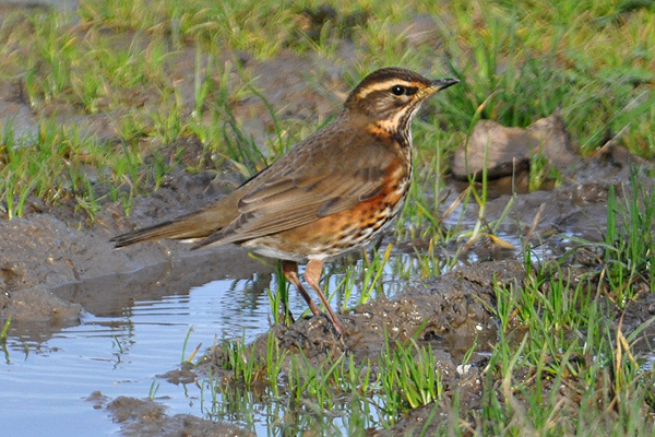 Redwing