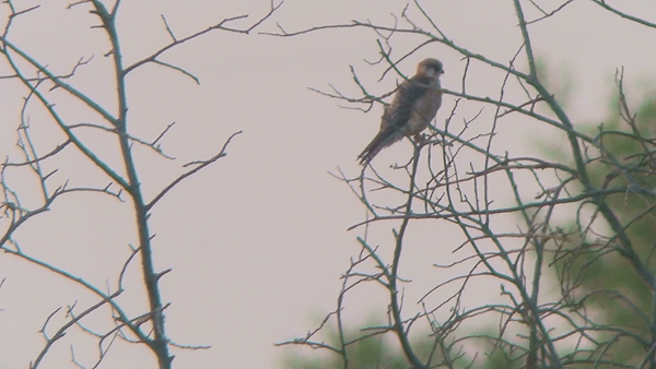 Red-footed Falcon photo