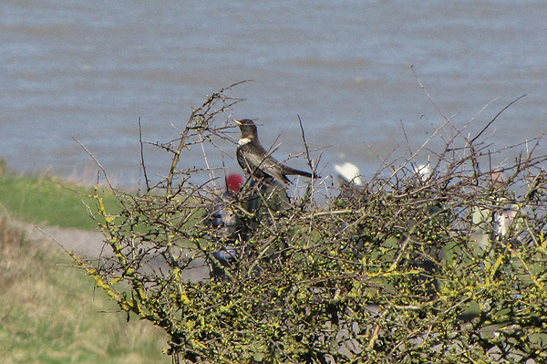 Ring Ouzel