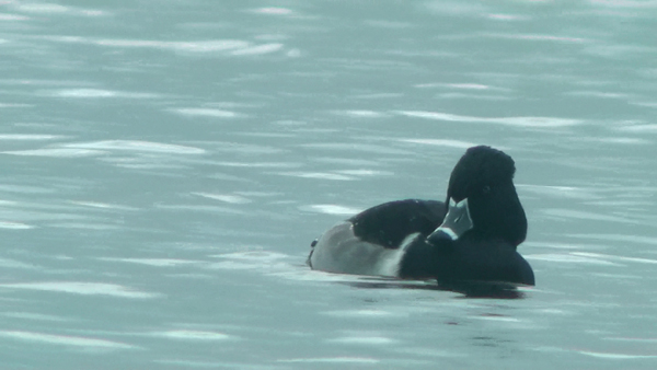 Ring-necked Duck