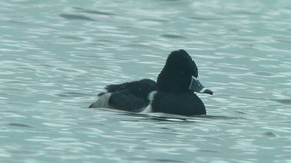 Ring-necked Duck