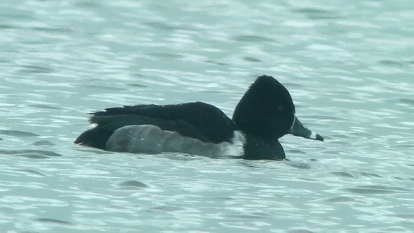 Ring-necked Duck