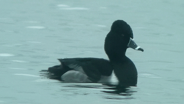 Ring-necked Duck