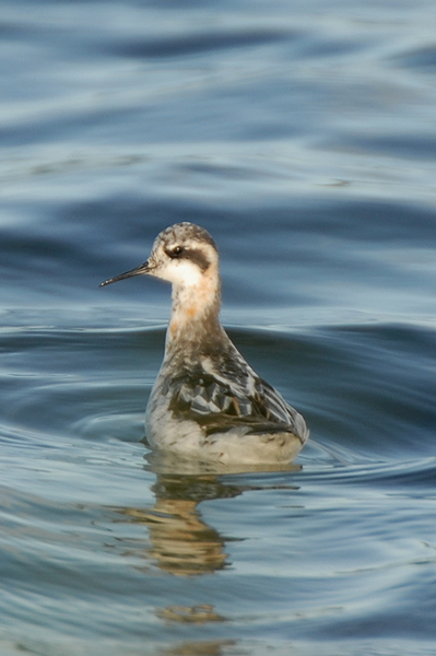 Photo of Red-necked Phalarope