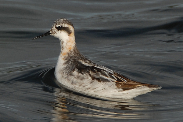 Photo of Red-necked Phalarope