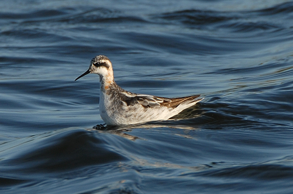 Photo of Red-necked Phalarope