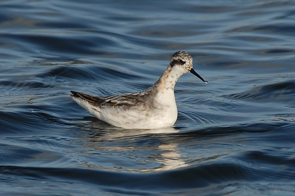 Photo of Red-necked Phalarope