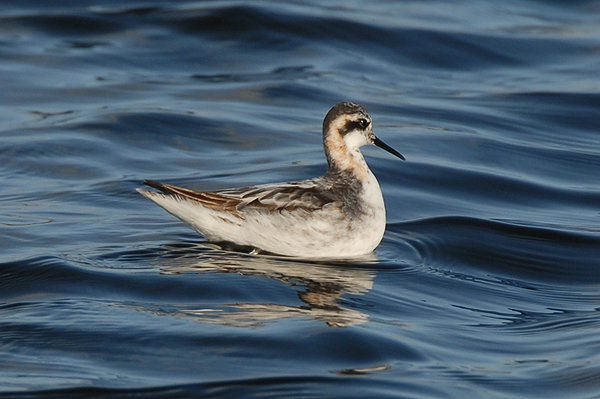 Photo of Red-necked Phalarope