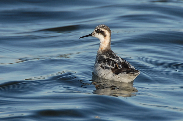 Photo of Red-necked Phalarope