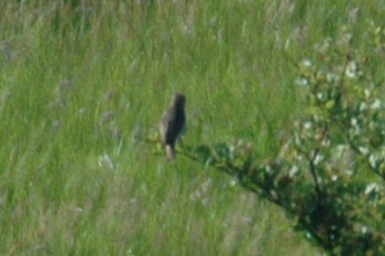 Common Rosefinch