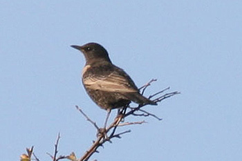 Ring Ouzel