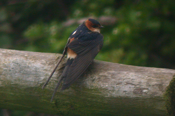 Red-rumped Swallow