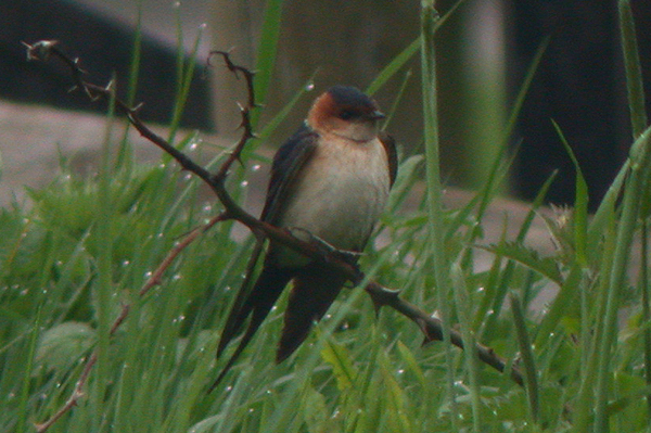 Red-rumped Swallow