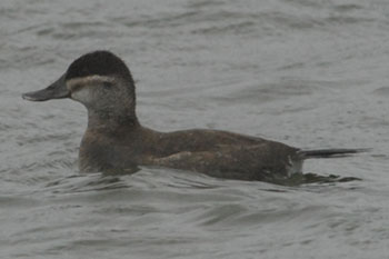 Ruddy Duck